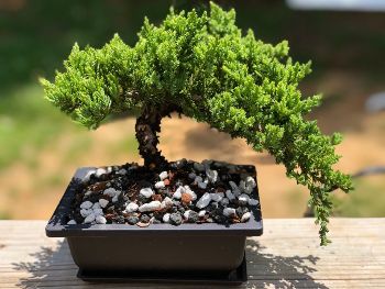 Bonsai Tree