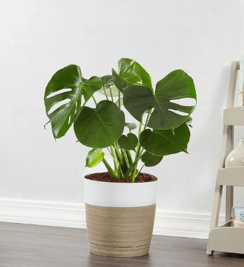 Monstera Deliciosa Plant 