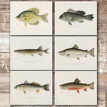 Vintage Fish Wall Art Prints