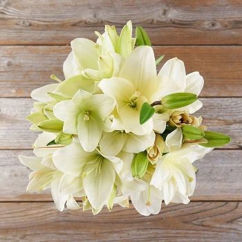 White Asiatic Lily Buds