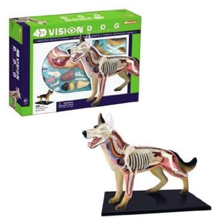 Dog Anatomy Model